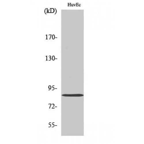 Mitofusin 2 / MFN2 Antibody (Internal)