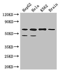 PD2 / PAF1 Antibody