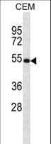 NTN3 / NTN2L Antibody (aa431-459)