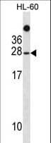 TAF11 Antibody (aa1-30)