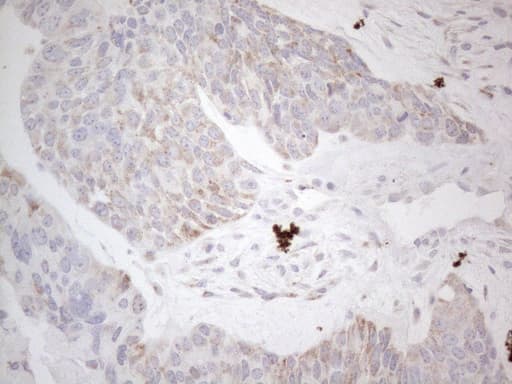 Monoclonal Mouse anti-Human BP1 / DLX4 Antibody (clone OTI8A1, IHC, WB)