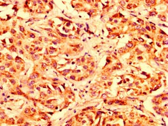 LETM1 Antibody