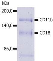 ITGAM / CD11b Antibody (clone MEM-174)
