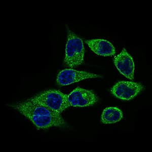 Monoclonal Mouse anti-Human NCLN Antibody (clone 9C8G10, aa249-405, IHC, IF, WB)