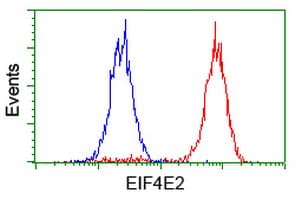 EIF4E2 / IF4e Antibody (clone OTI1F11)