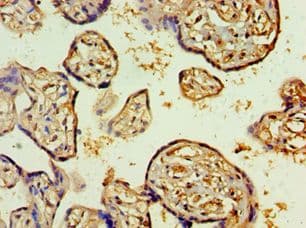Polyclonal Rabbit anti-Human OTX2 Antibody (aa140-280, IHC)