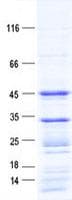 Human CASP9 / Caspase 9 Protein (Recombinant His, N-Terminal)