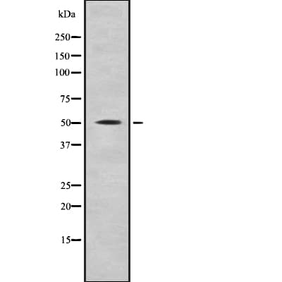 NARF Antibody