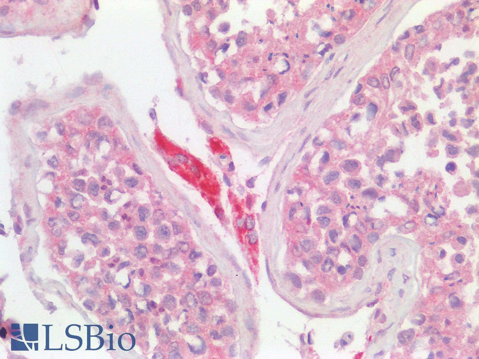 USP30 Antibody (aa141-190)