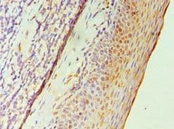 GATA2 Antibody (aa1-300)