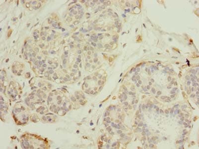 RNF26 Antibody