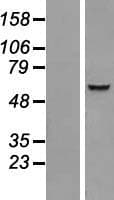 IQCC Protein (Over-Expression Lysate Myc-DDK (Flag))