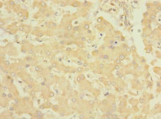 EPHB4 / EPH Receptor B4 Antibody