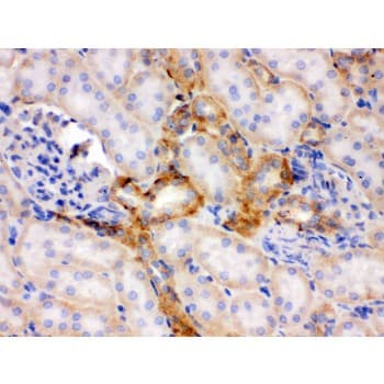 FLOT2 / Flotillin 2 Antibody (aa169-344)