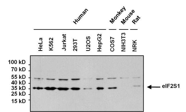 Goat Anti-Mouse IgG Secondary Antibody (HRP)