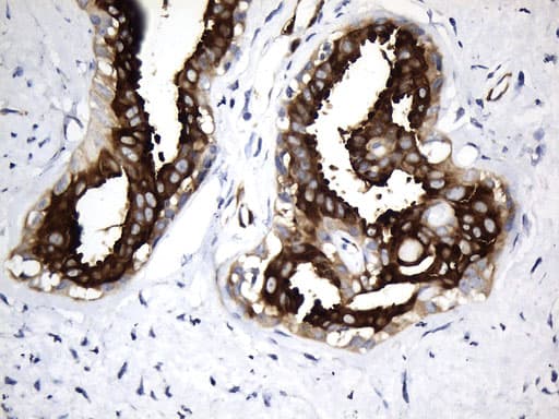 MAPT / Tau Antibody (aa623-758, clone UMAB239, Carrier-free)