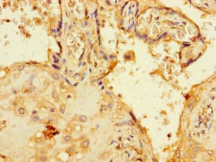 C1orf54 Antibody