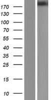 Human CLTCL1 / CHC22 Protein (Over-Expression Lysate Myc-DDK (Flag))