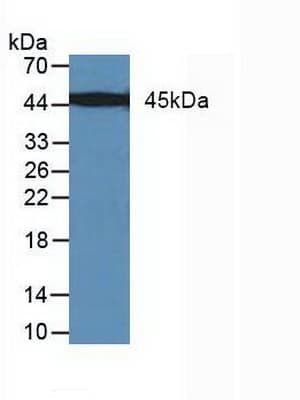MAP2K7 / MEK7 Antibody (aa113-388)