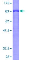 Human GRB7 Protein (Recombinant GST)
