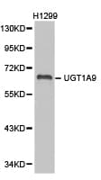 UGT1A9 Antibody