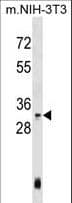 HOXC4 Antibody (aa139-166)