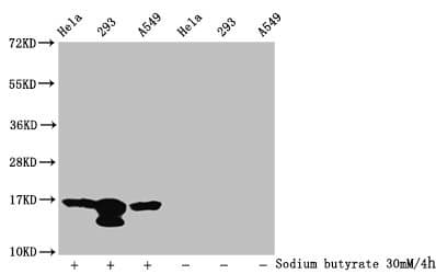 HIST1H3A Antibody