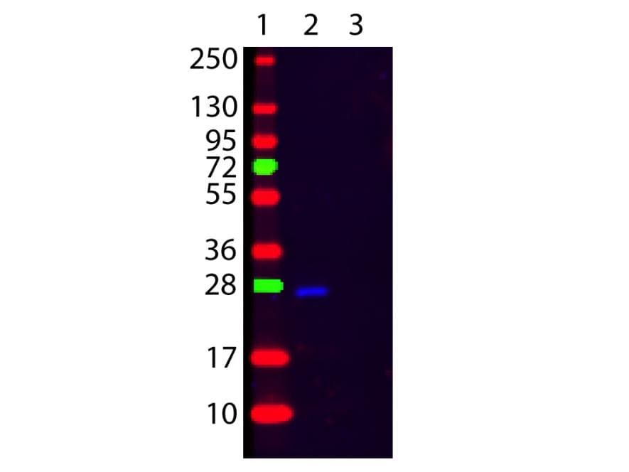 Polyclonal Goat Anti-Human Kappa Light Chain Secondary Antibody (FITC, WB)