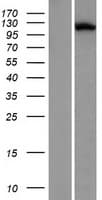 LRRCC1 Protein (Over-Expression Lysate Myc-DDK (Flag))