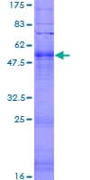Human OR52W1 Protein (Recombinant GST)
