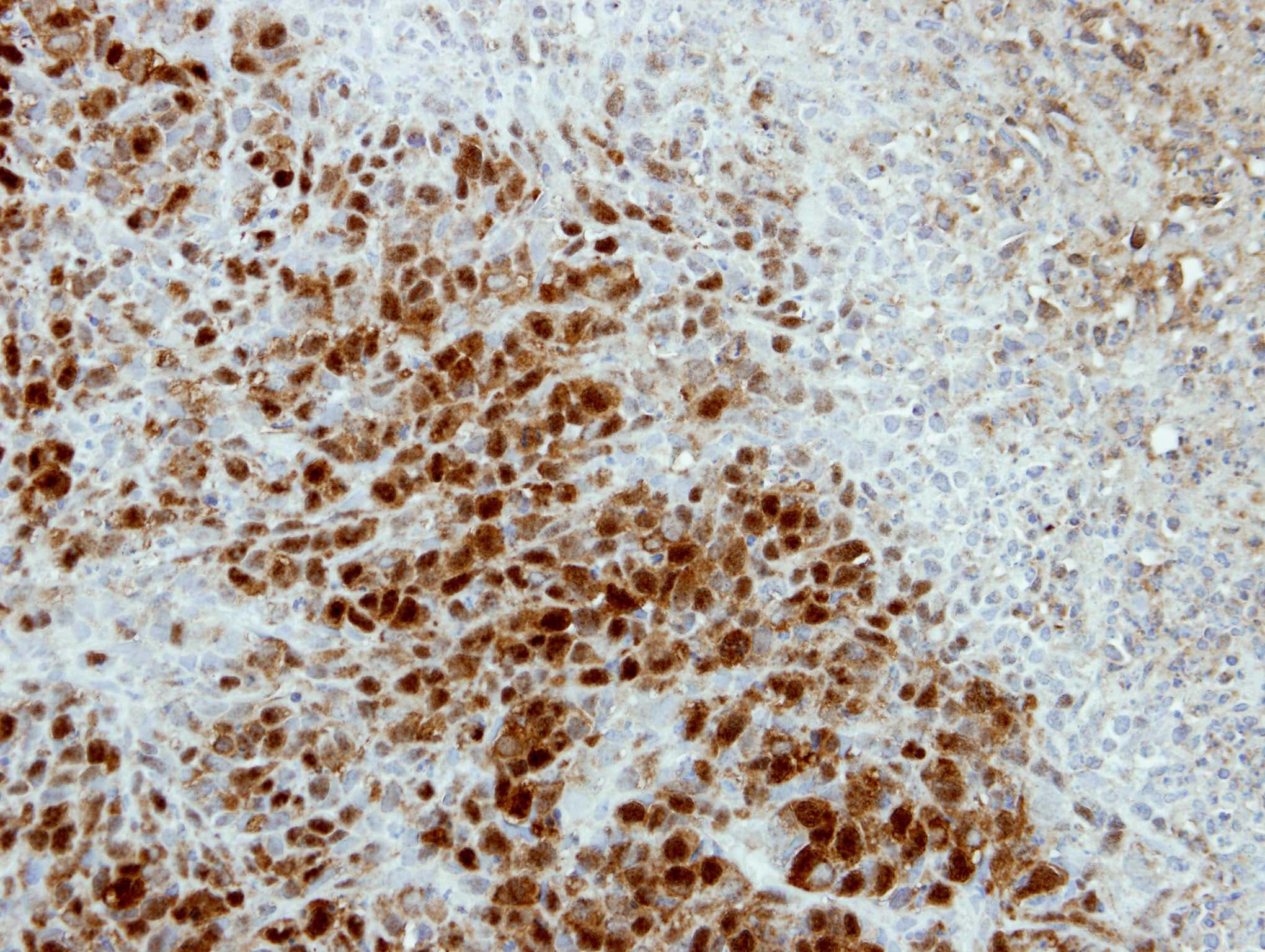 ASNA1 Antibody (aa45-279)