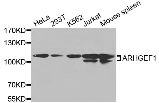 ARHGEF1 Antibody