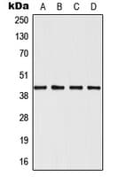 MAPK12 / ERK6 / SAPK3 Antibody (Internal)