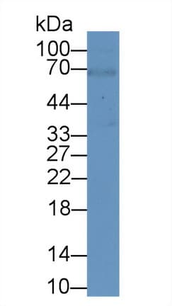 ARNTL / BMAL1 Antibody (aa1-169, APC)