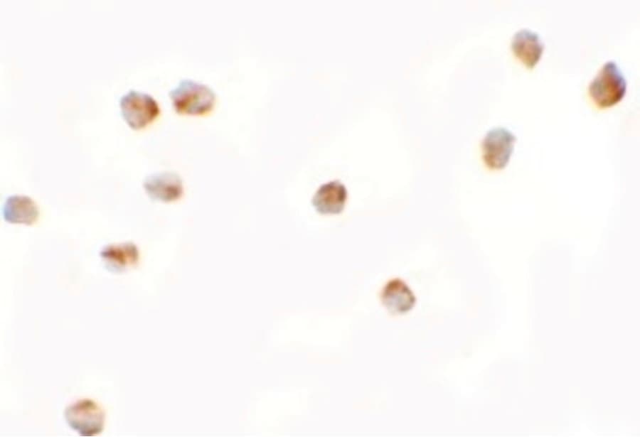 IHC-plus™ LEMD2 Antibody