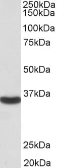Polyclonal Goat anti-Human GAPDH Antibody (aa92-103, IHC, IF, WB)