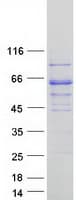 Human RFTN2 Protein (Recombinant Myc-DDK (Flag))