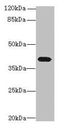 PTAFR / PAF Receptor Antibody