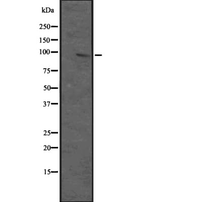 MAP3K12 Antibody