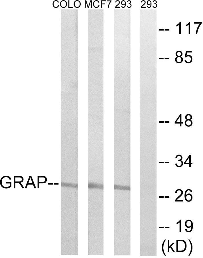 GRAP Antibody