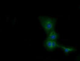 CBWD1 Antibody (clone OTI4D4)