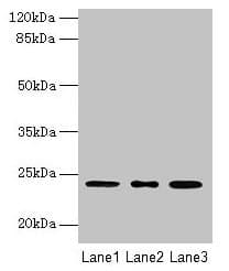 ICT1 / DS1 Antibody