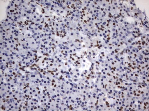 PARN Antibody (aa1-266, clone UMAB143, Carrier-free)