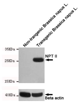NPT II Antibody