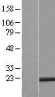 RER1 Protein (Over-Expression Lysate Myc-DDK (Flag))