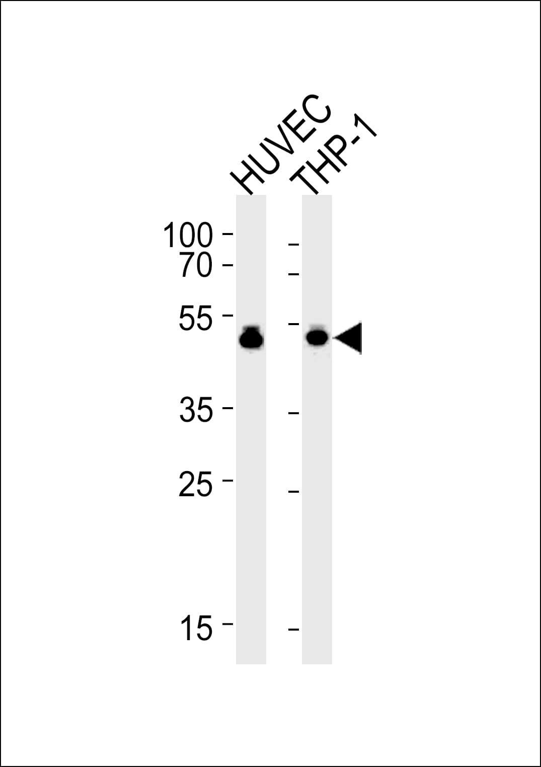 VASP Antibody (aa267-296)