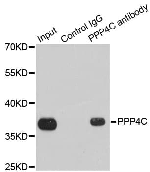 PPP4C Antibody