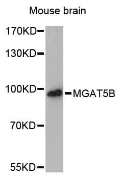 MGAT5B Antibody
