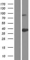 ANXA8L1 Protein (Over-Expression Lysate Myc-DDK (Flag))