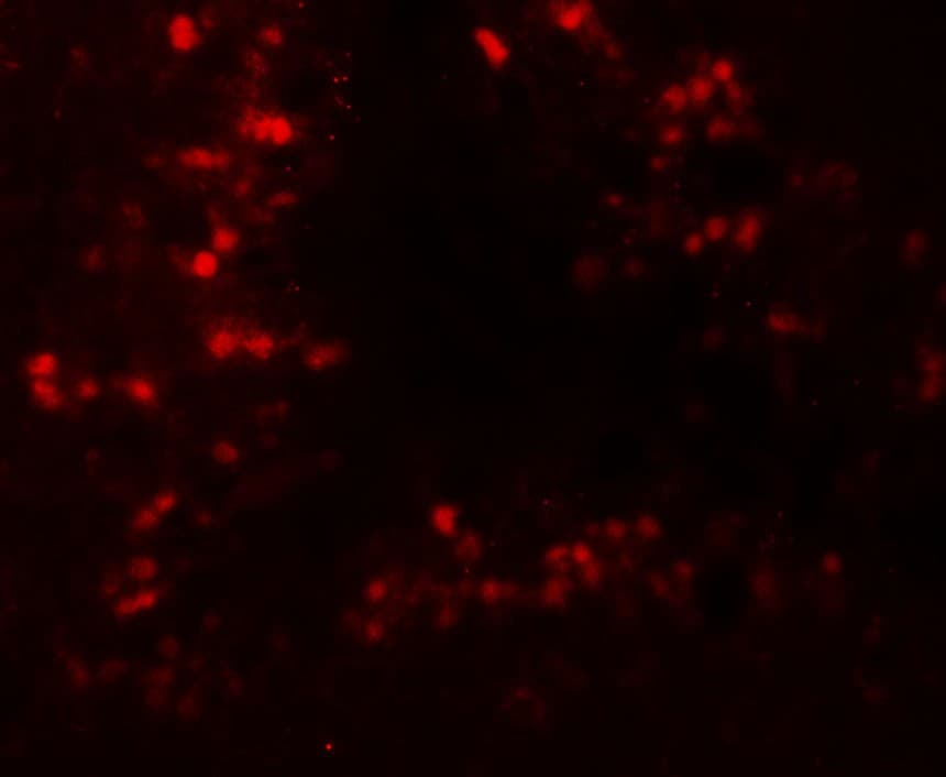 CRBN / Cereblon Antibody